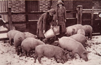 A disznók etetése, illusztráció a The Illustrated War Newsból, 1917. január (szépia fotó) alkotó: English Photographer